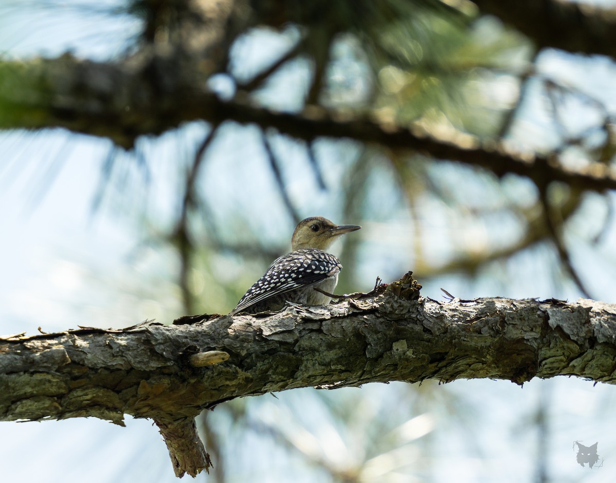 Red-bellied Woodpecker - ML620459955