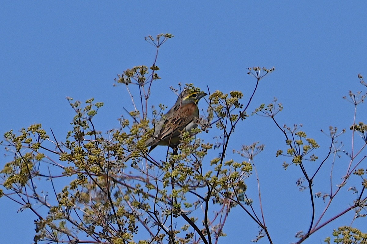 Dickcissel - ML620459965