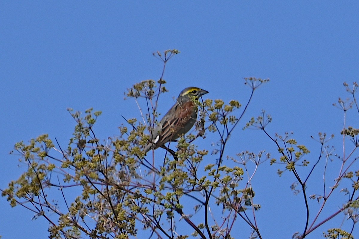 Dickcissel - ML620459966