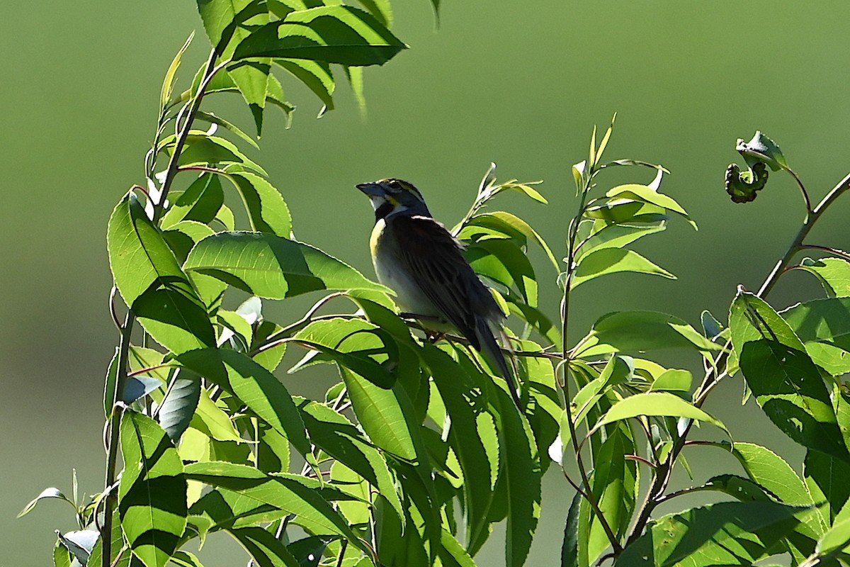 Dickcissel - ML620459968