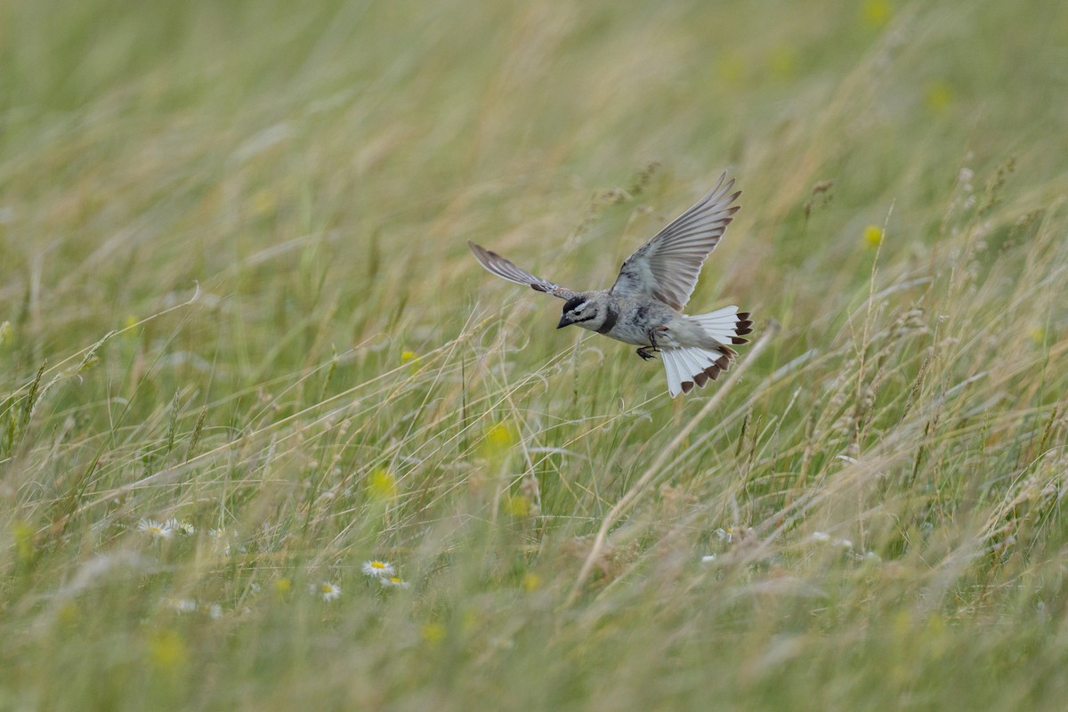 Thick-billed Longspur - ML620459986