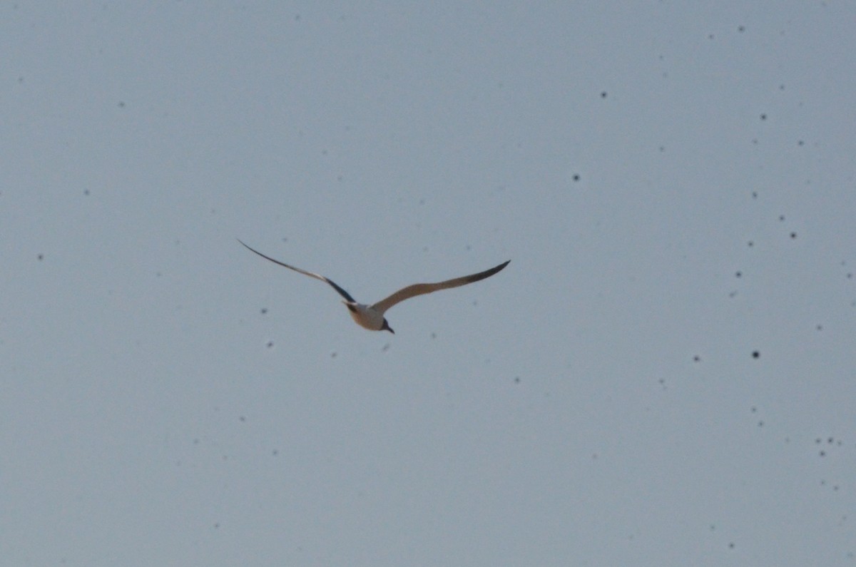 Laughing Gull - ML620459991