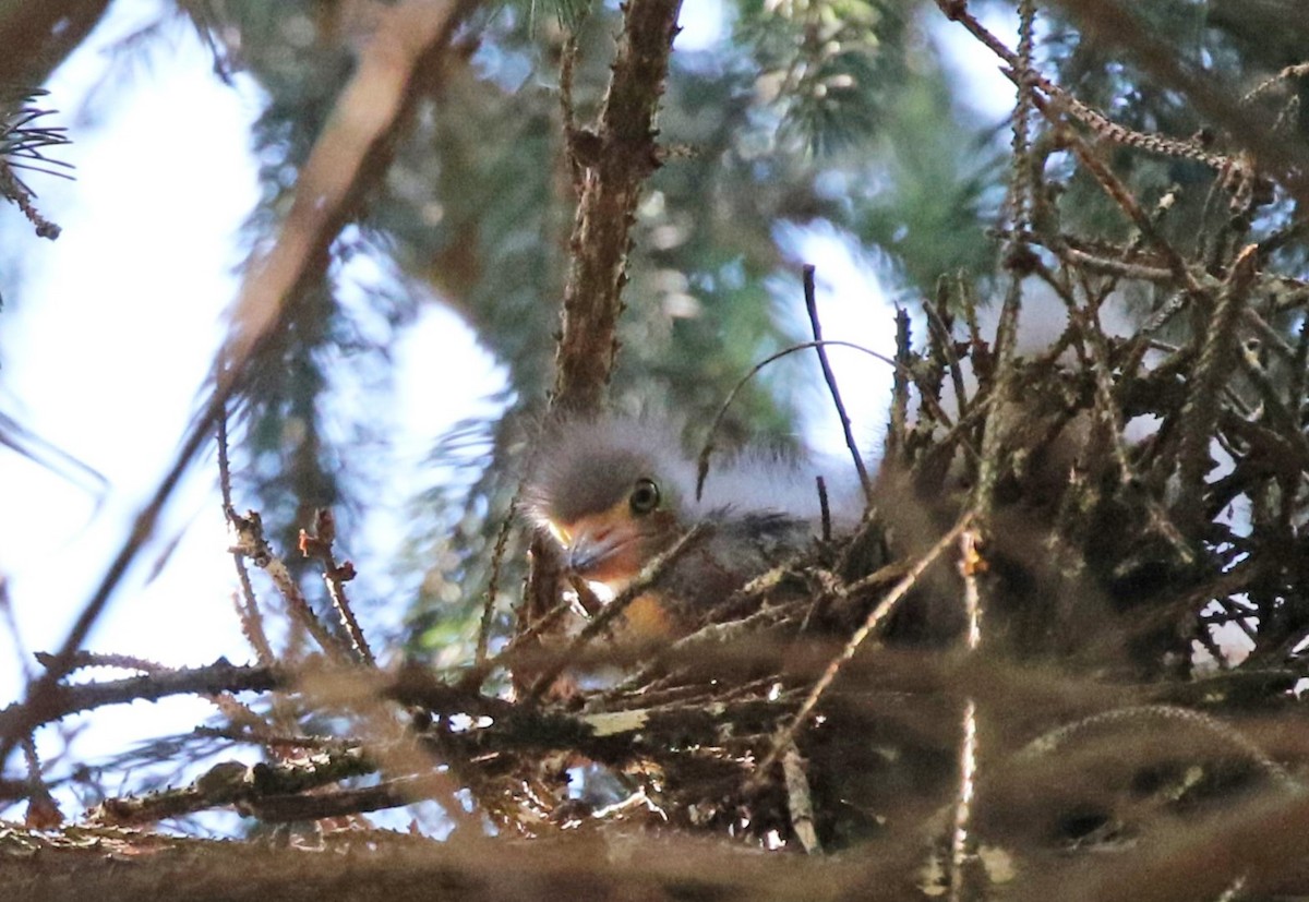 Green Heron - ML620459995