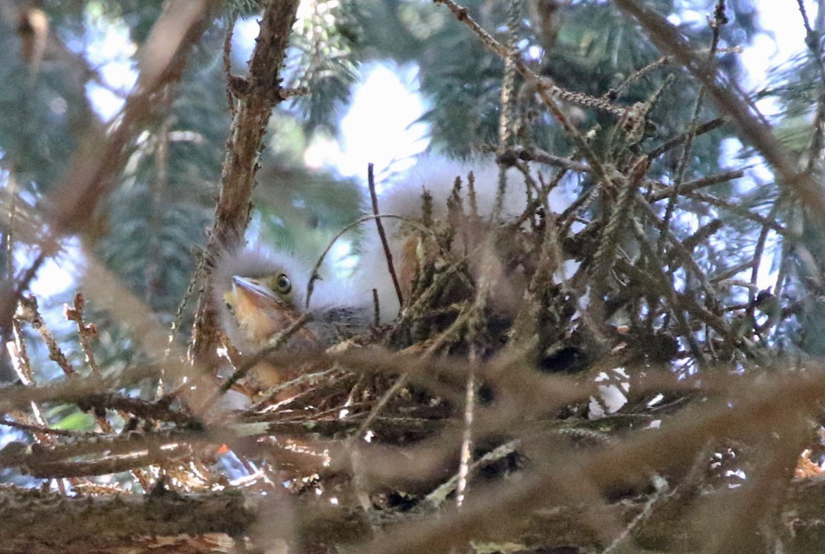 Green Heron - ML620459997