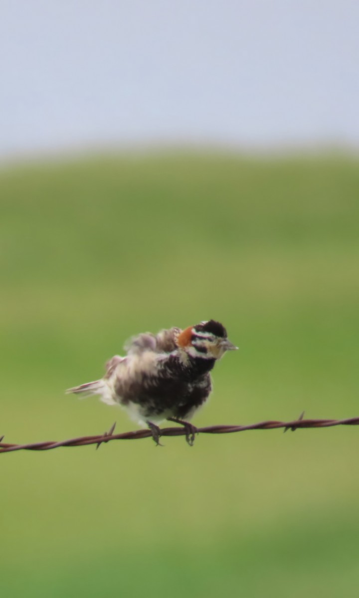 Chestnut-collared Longspur - ML620460000