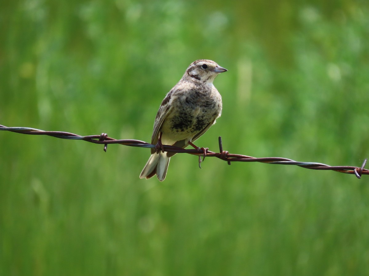 Chestnut-collared Longspur - ML620460001