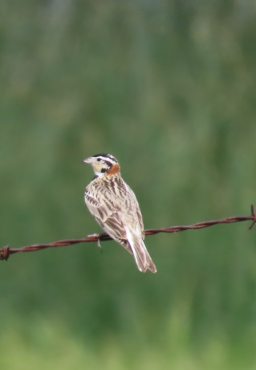 Chestnut-collared Longspur - ML620460002