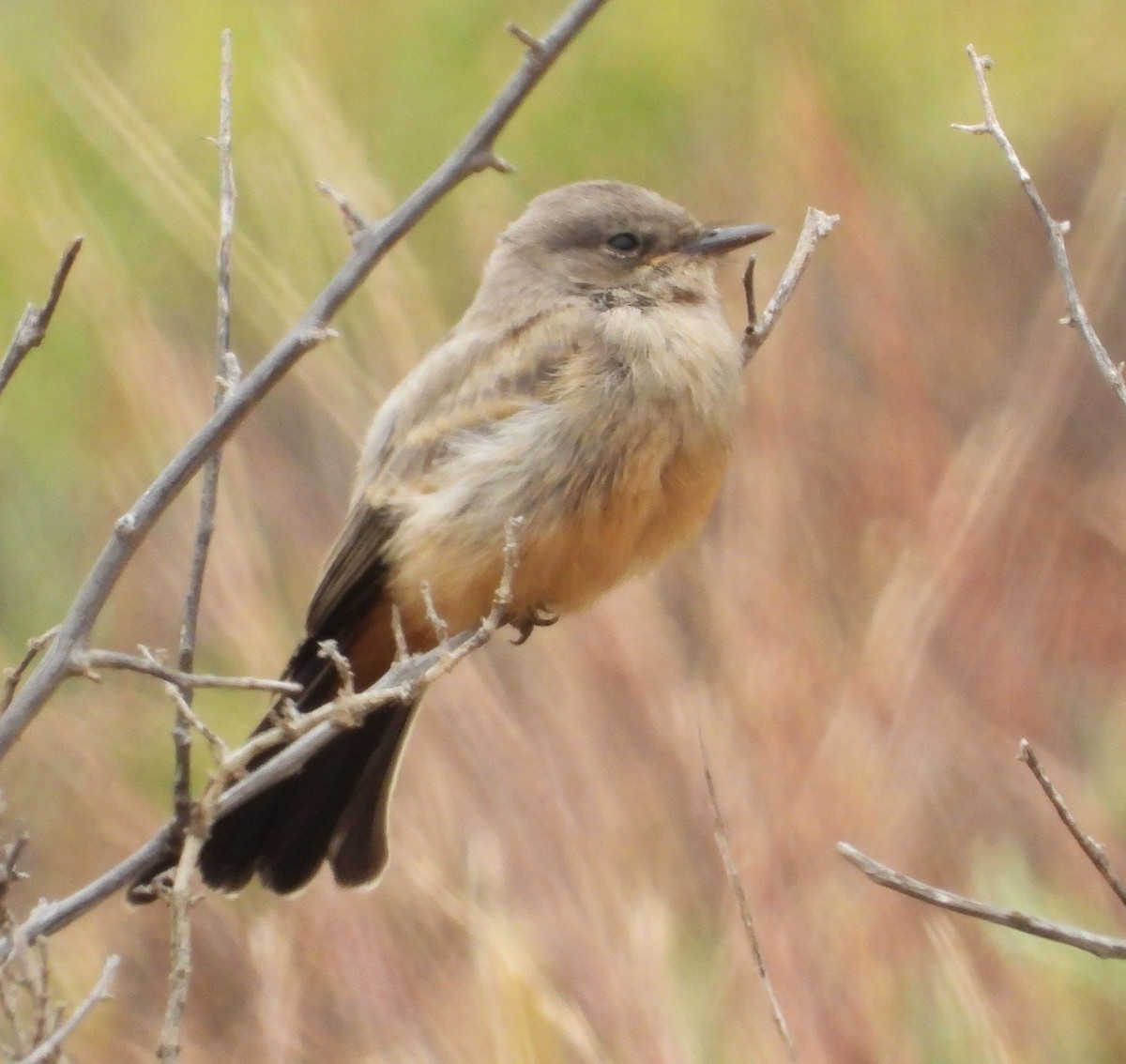 Say's Phoebe - ML620460011