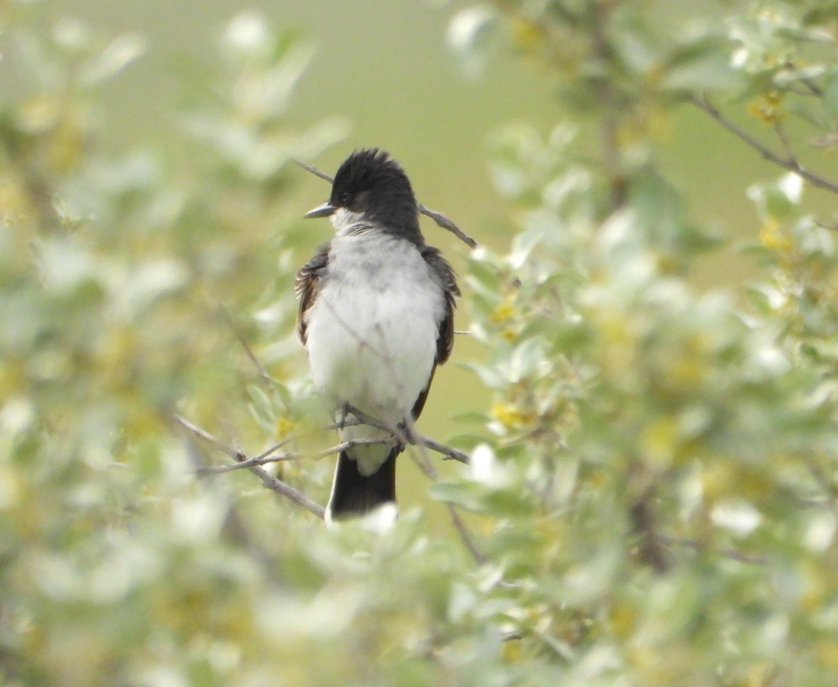 Eastern Kingbird - ML620460014