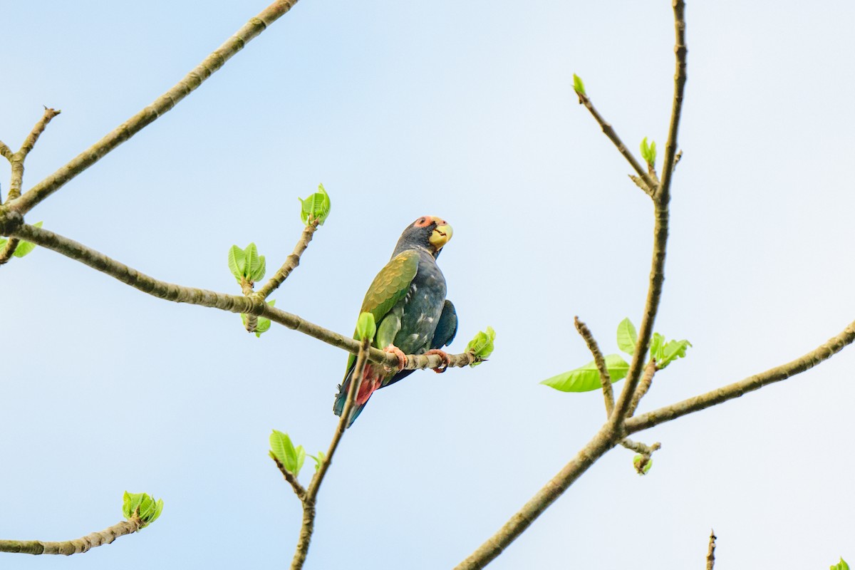 White-crowned Parrot - ML620460020