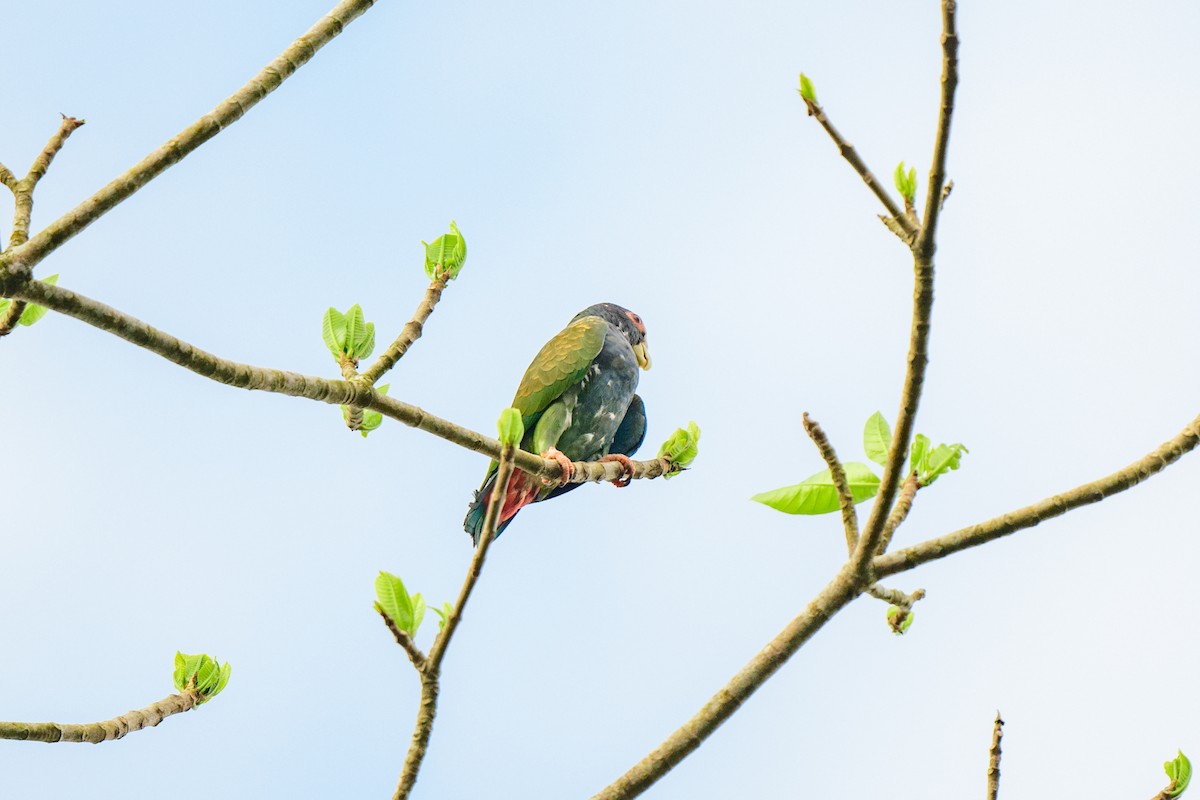 White-crowned Parrot - ML620460021