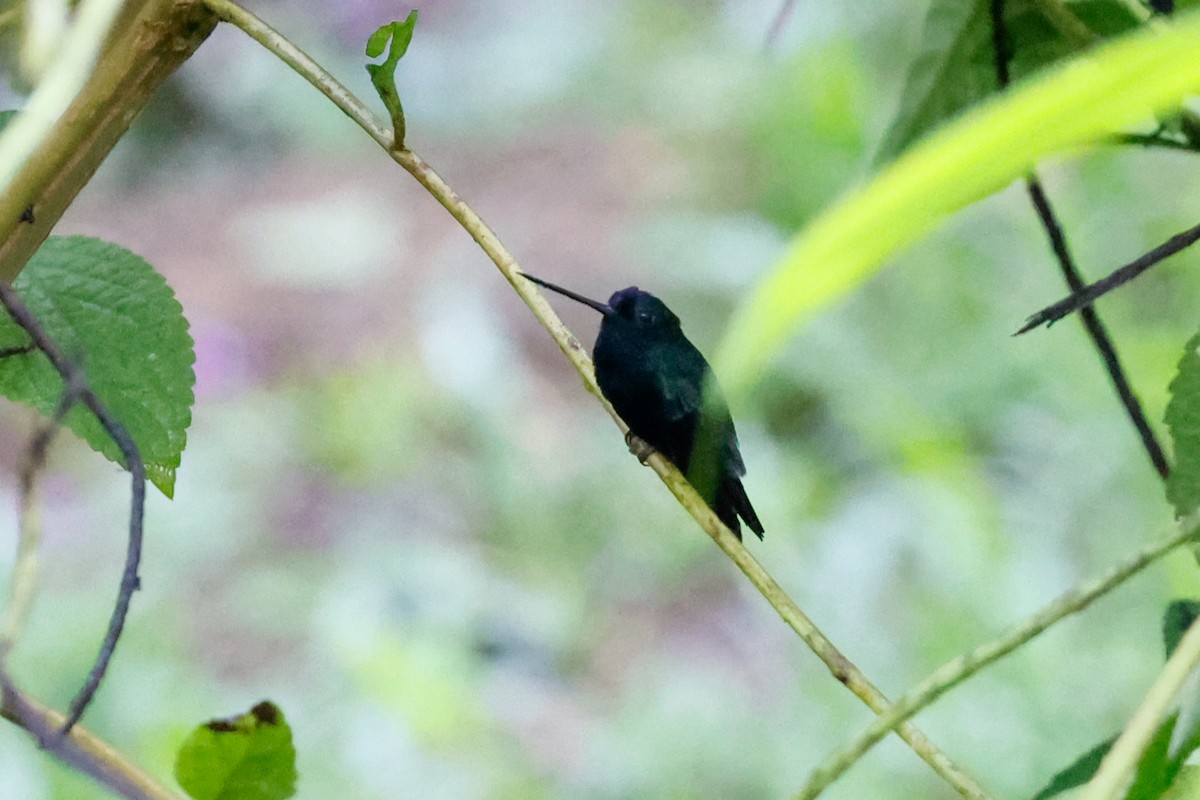 Blue-fronted Lancebill - ML620460027