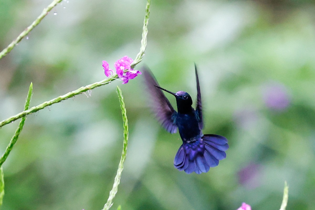 Colibrí Picolanza Menor - ML620460028