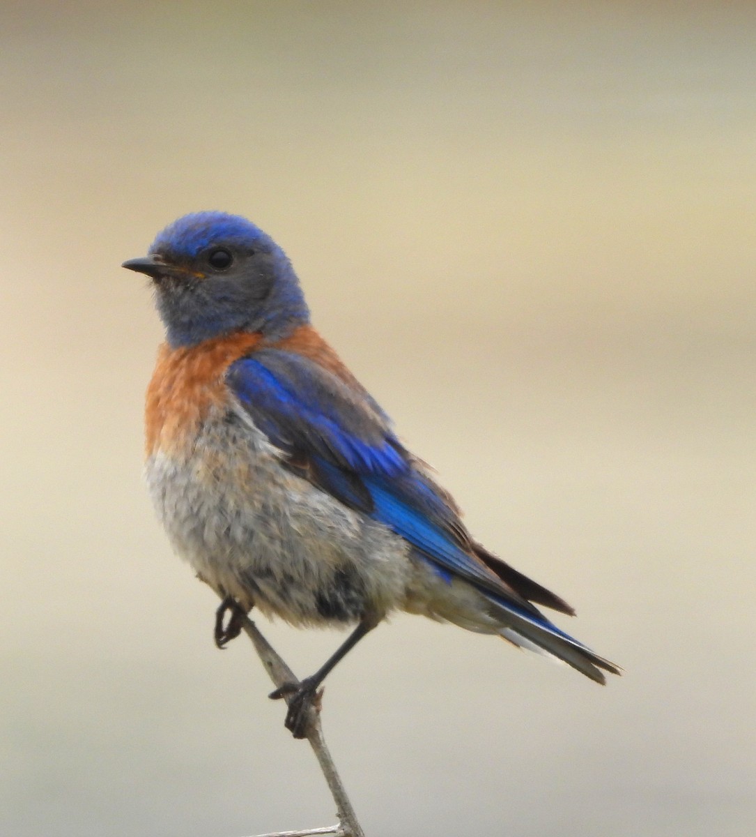 Western Bluebird - Lynn Scarlett