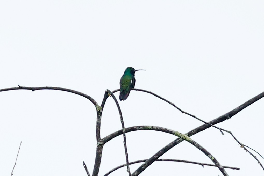 Black-throated Mango (Black-throated) - ML620460037