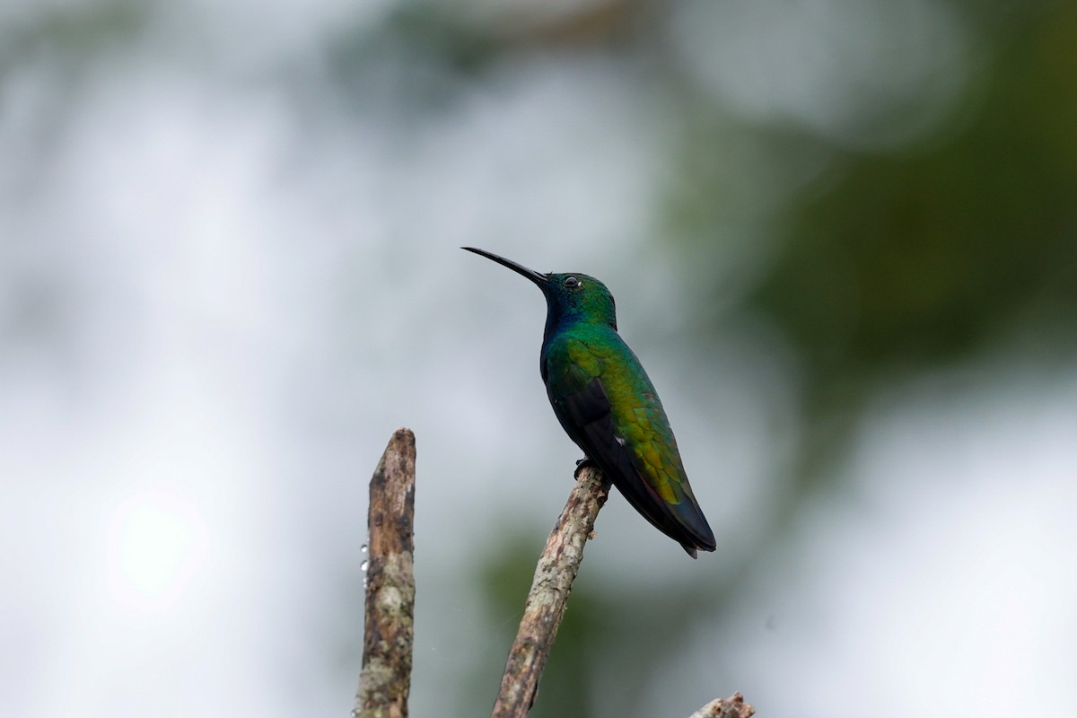 Black-throated Mango (Black-throated) - ML620460038