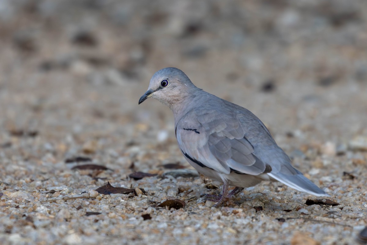 Picui Ground Dove - Katia Oliveira