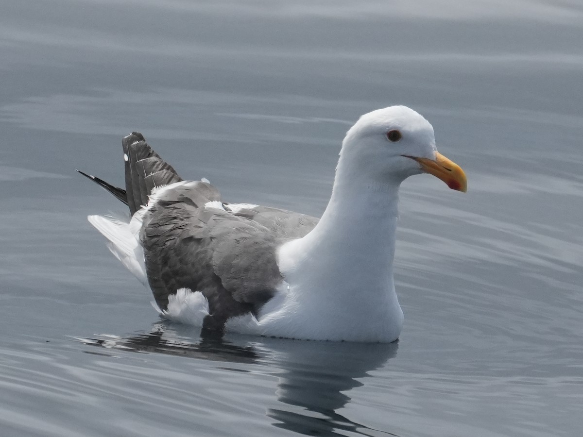 Western Gull - ML620460046