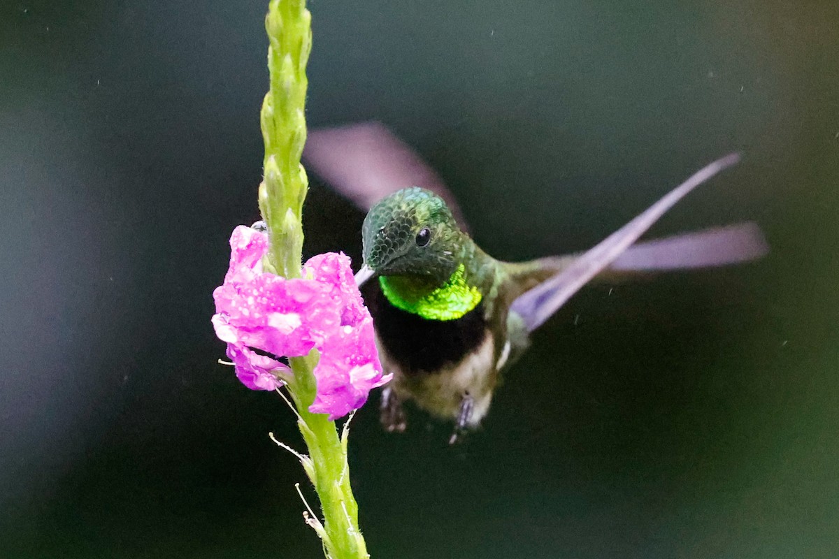 Black-bellied Thorntail - ML620460048