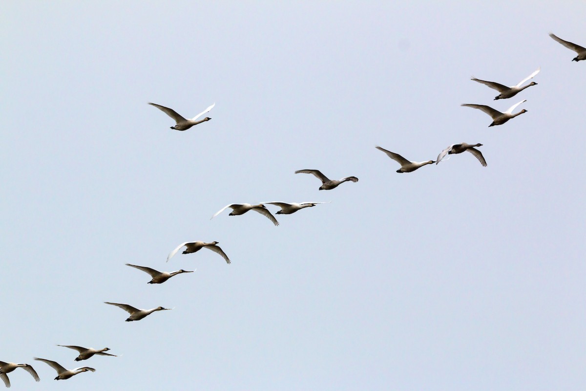 Tundra Swan - ML620460052