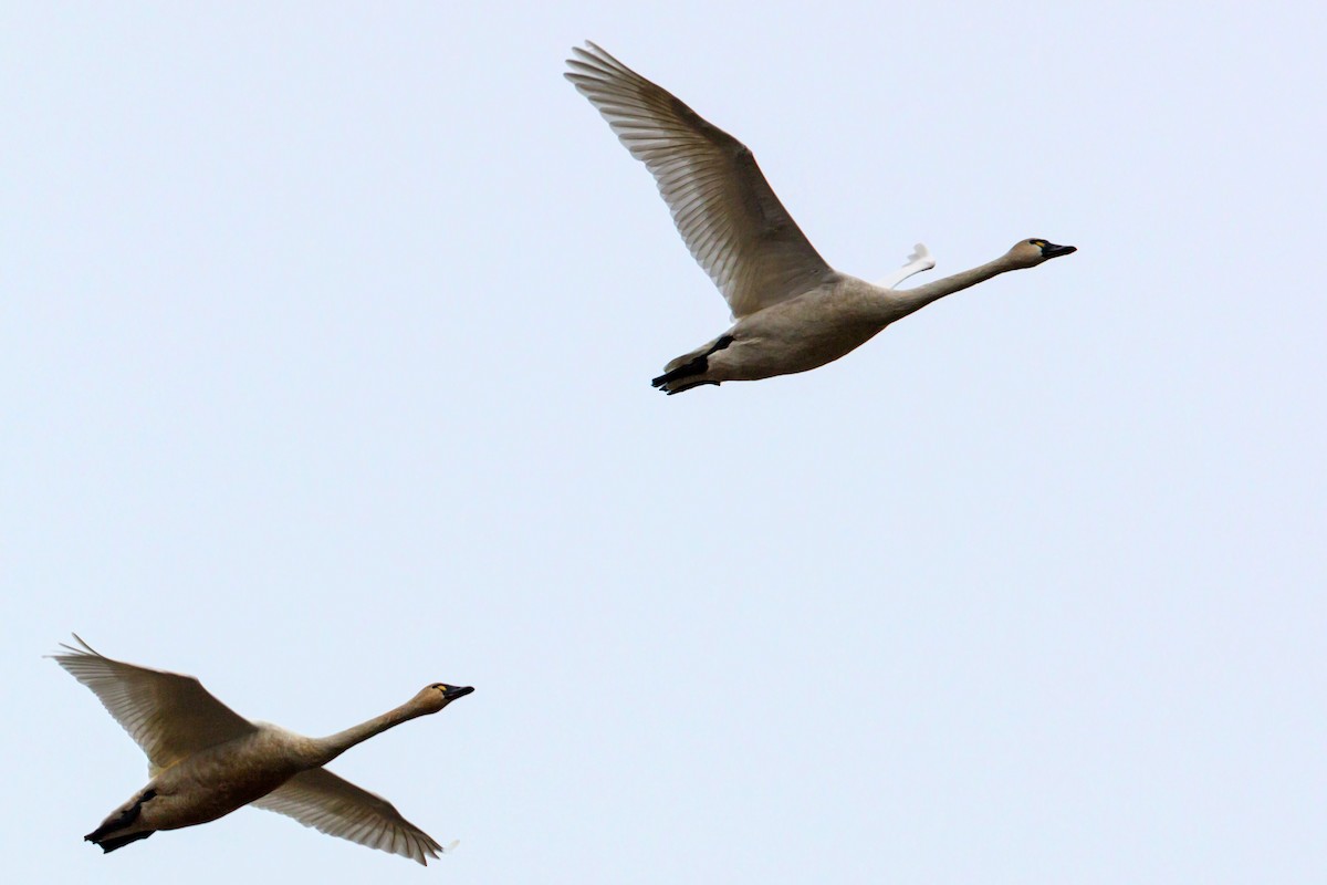 Tundra Swan - ML620460062