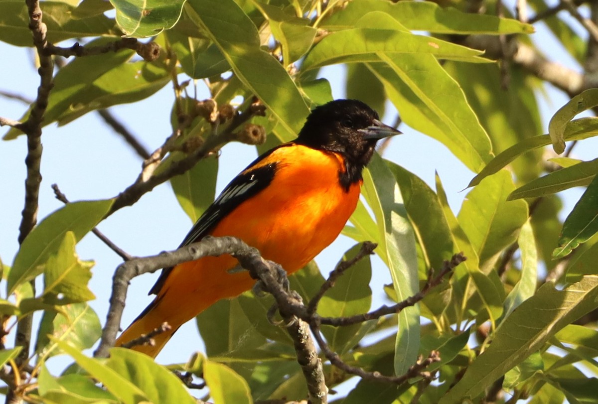 Baltimore Oriole - Bruce Schuette