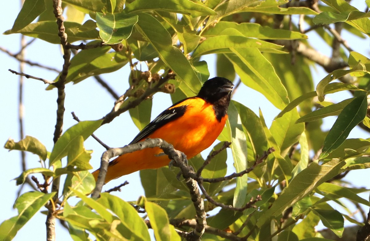 Baltimore Oriole - ML620460064