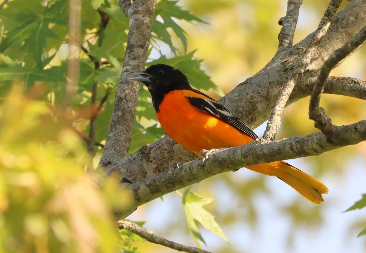 Baltimore Oriole - ML620460065