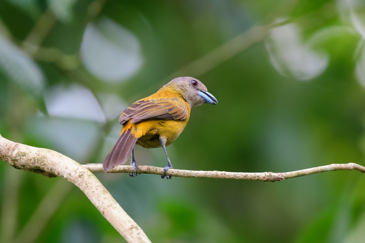 Scarlet-rumped Tanager - ML620460066