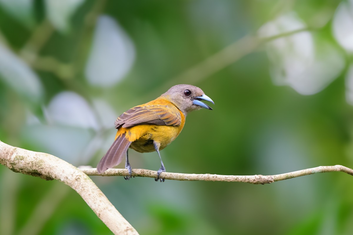 Scarlet-rumped Tanager - ML620460067