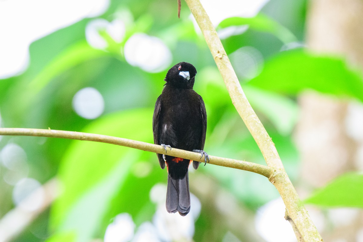 Scarlet-rumped Tanager - ML620460068