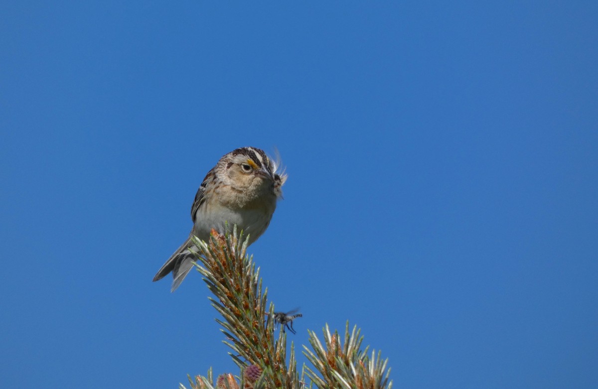 Grasshopper Sparrow - ML620460075