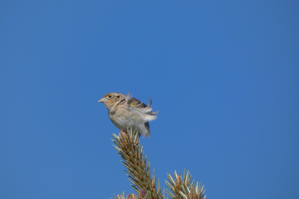 Grasshopper Sparrow - ML620460076
