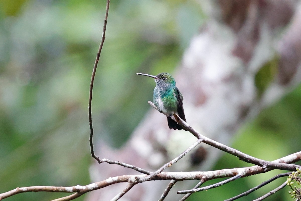 Glittering-throated Emerald - ML620460086