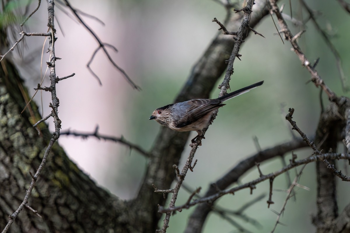 Long-tailed Tit - ML620460095