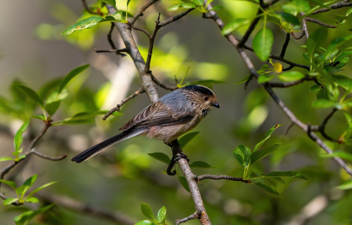 Long-tailed Tit - ML620460097