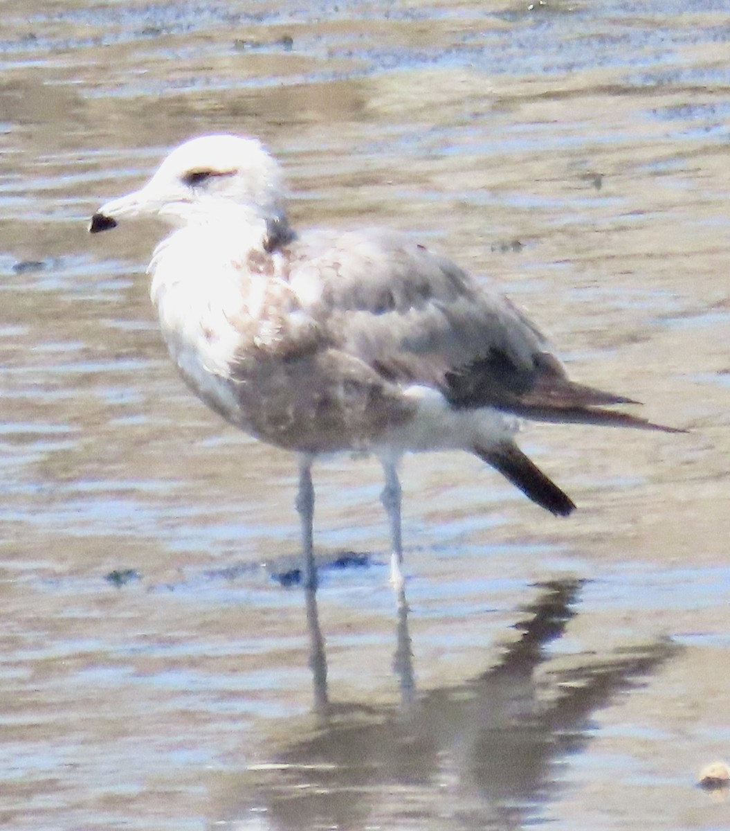 Gaviota Californiana - ML620460101