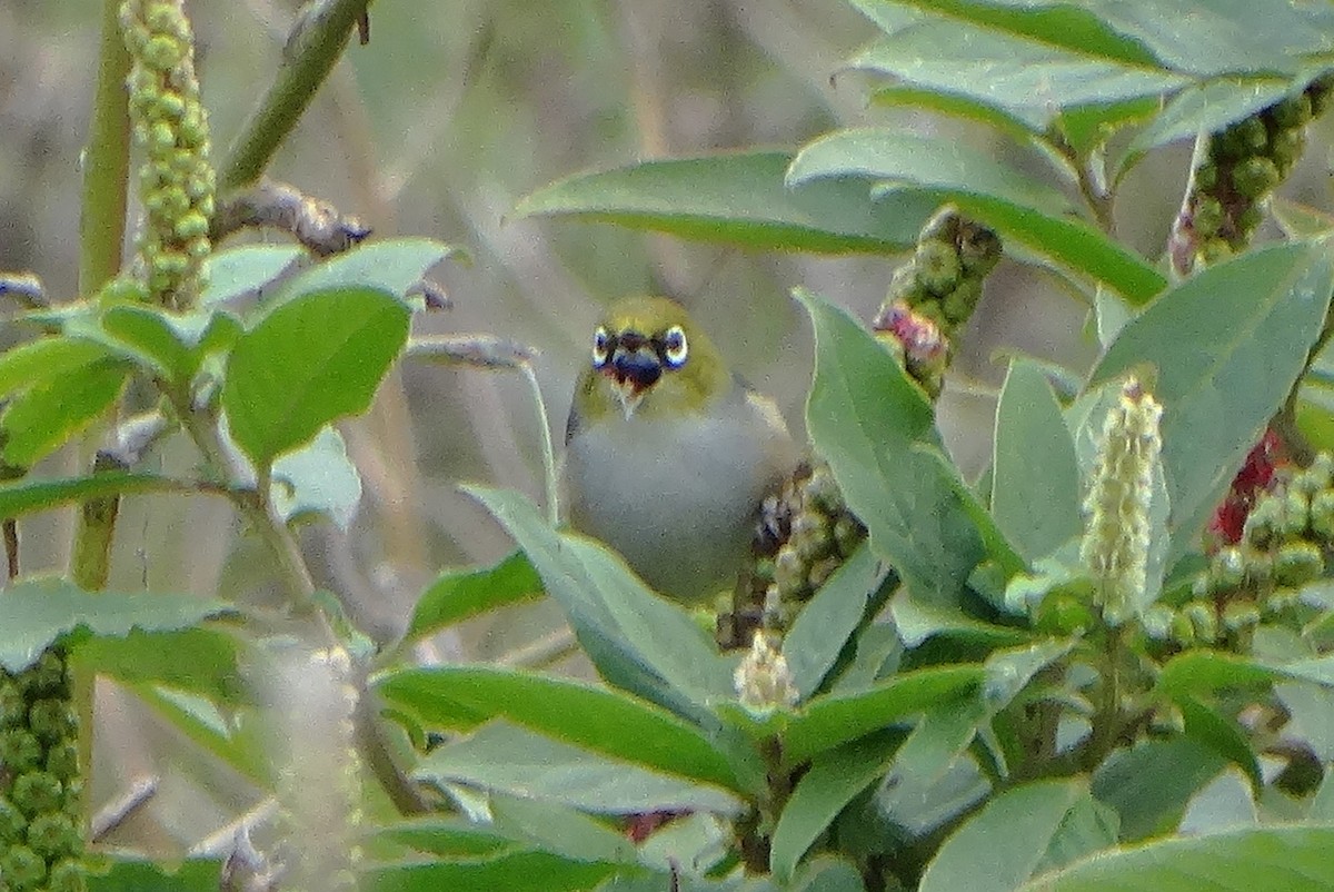 Silvereye - ML620460106