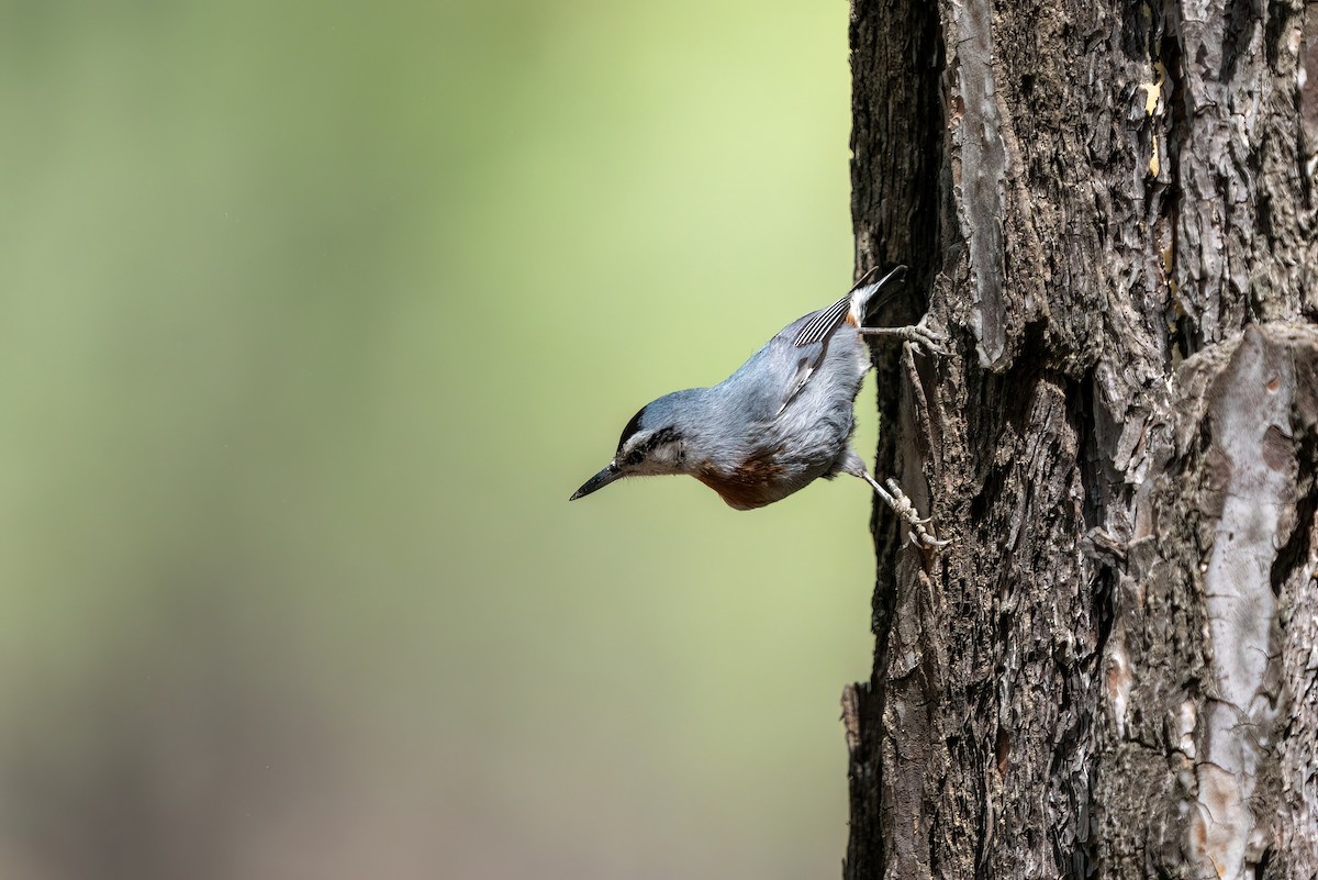 Krüper's Nuthatch - ML620460110