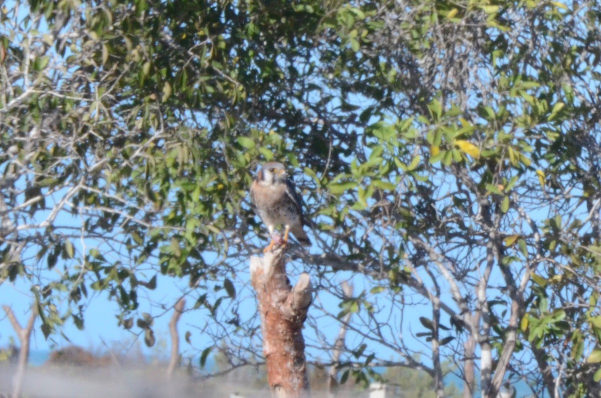 American Kestrel - ML620460111