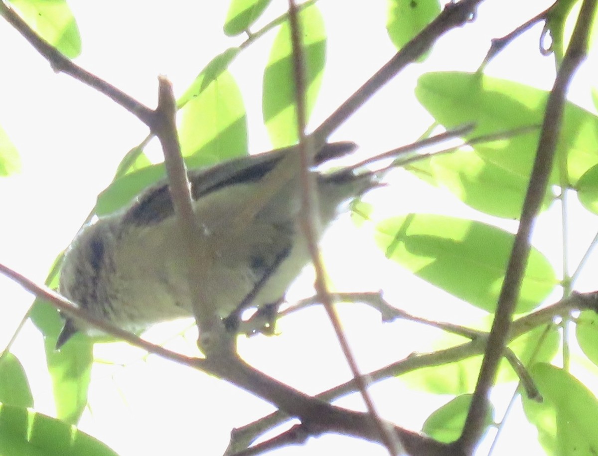 Bushtit - ML620460114