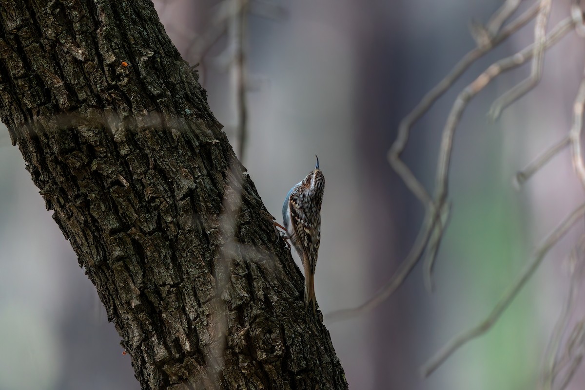 Short-toed Treecreeper - ML620460116