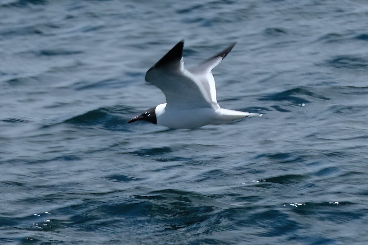 Gaviota Guanaguanare - ML620460117