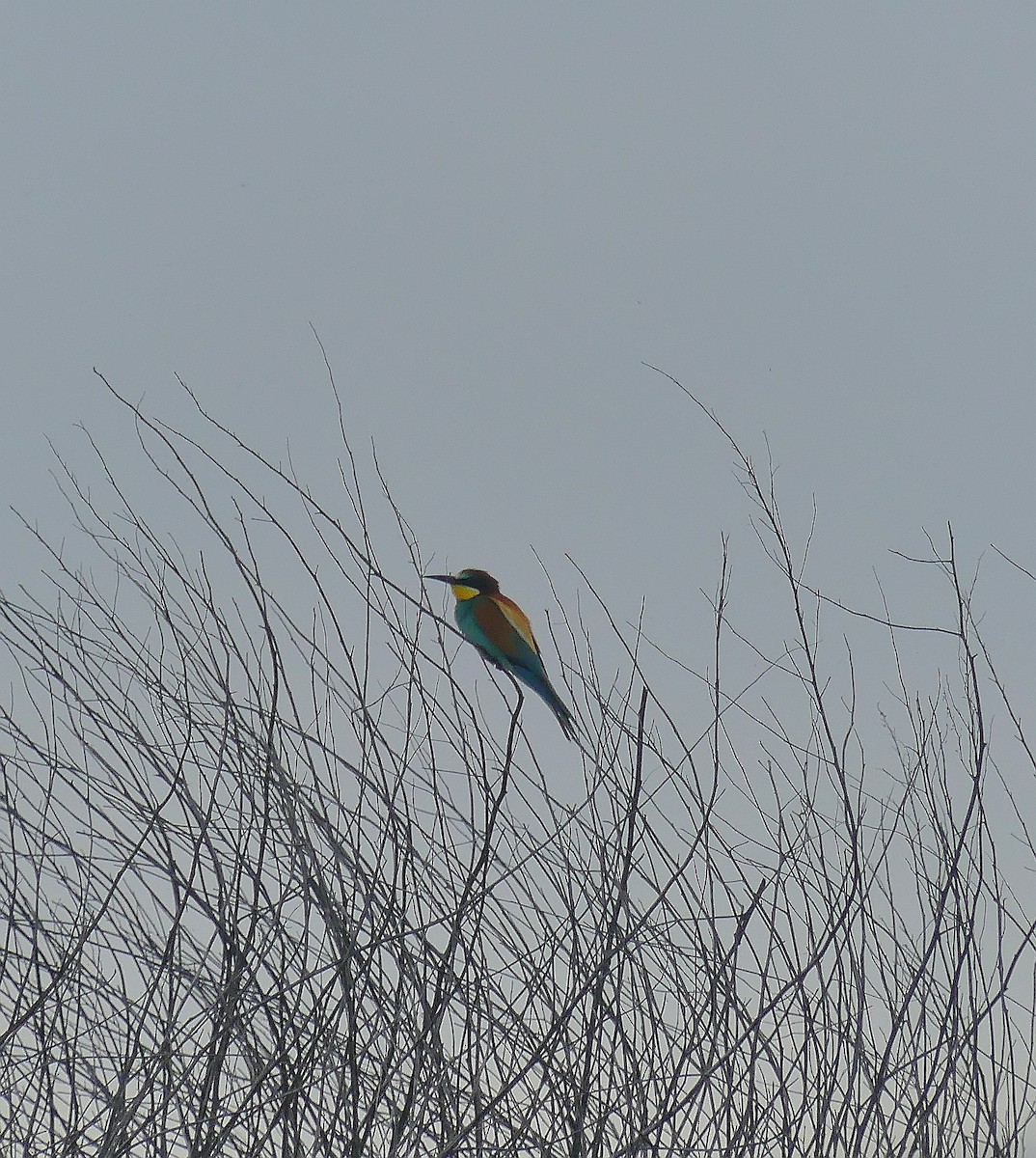 European Bee-eater - ML620460119
