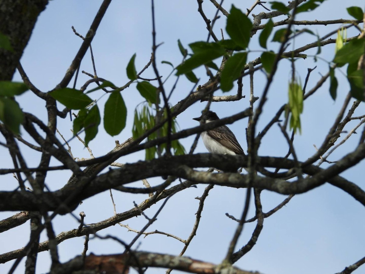 Eastern Kingbird - Stephanie Bishop