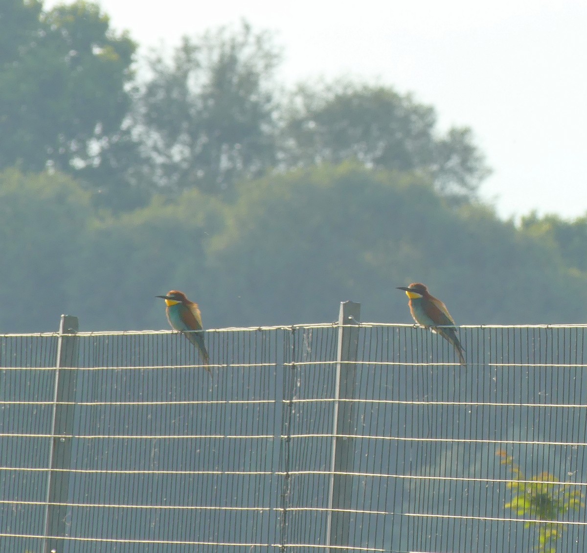 European Bee-eater - ML620460127