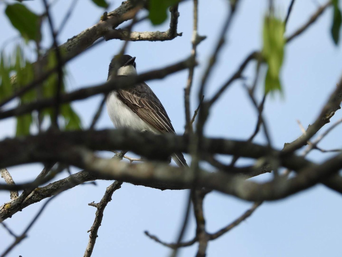 Eastern Kingbird - ML620460130