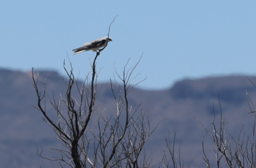 White-tailed Kite - ML620460134