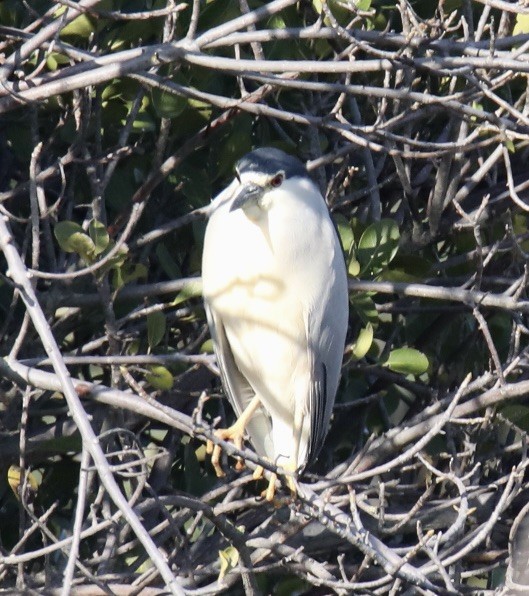 Black-crowned Night Heron - ML620460135