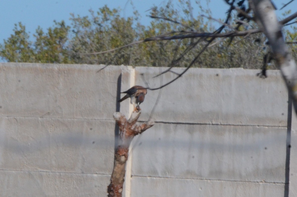 American Kestrel - ML620460136